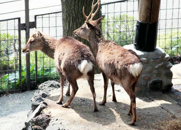 動物図鑑・ヤクシカ
